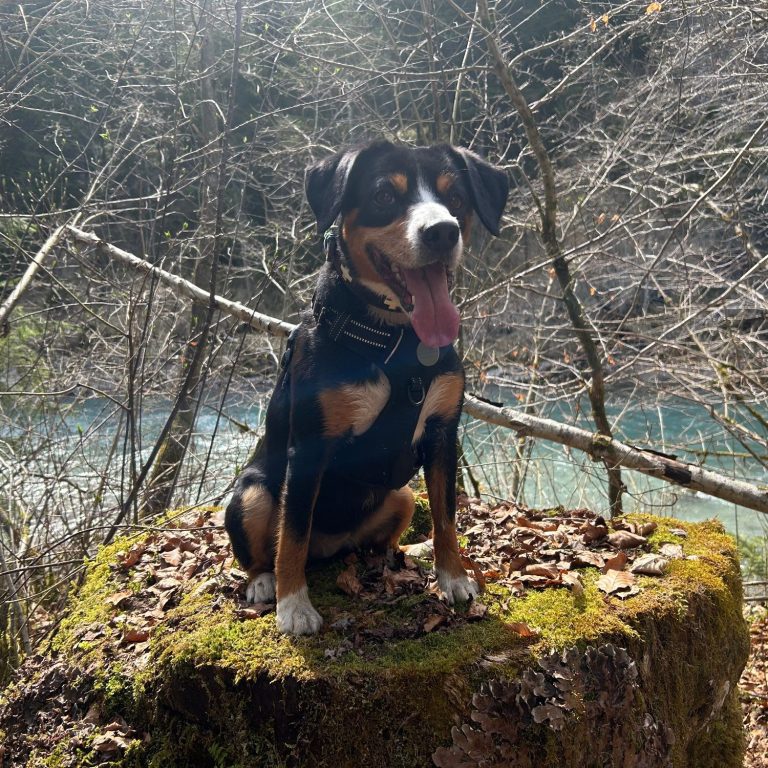 Cara